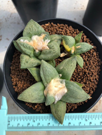 Ariocarpus seedling in 4 inches pot