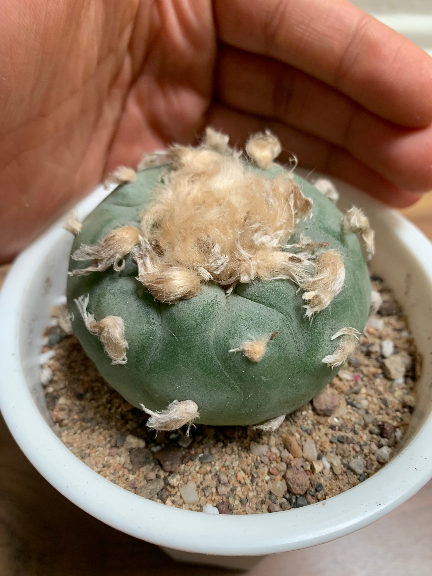 LW rare, beautiful cactus succulent plant
